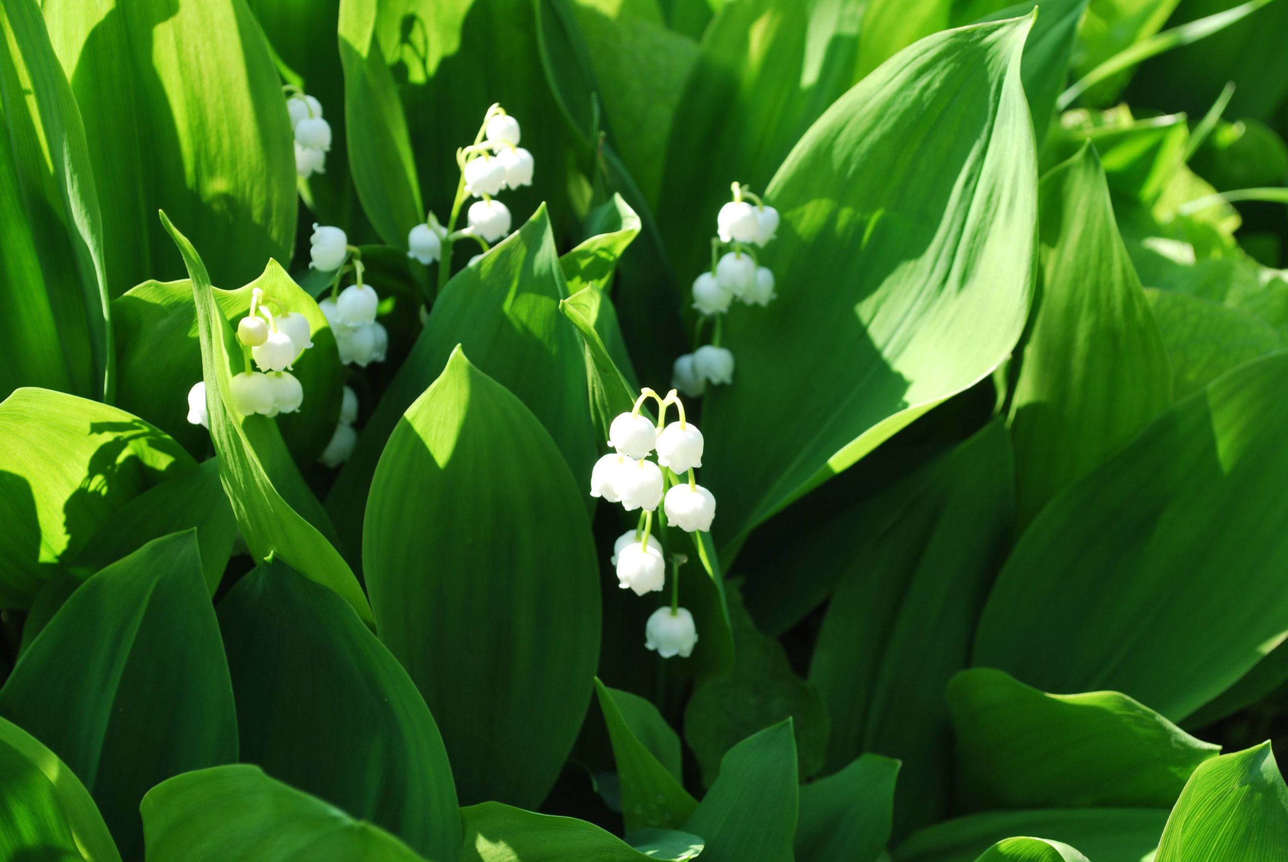 How do you get lily of the valley to bloom?
